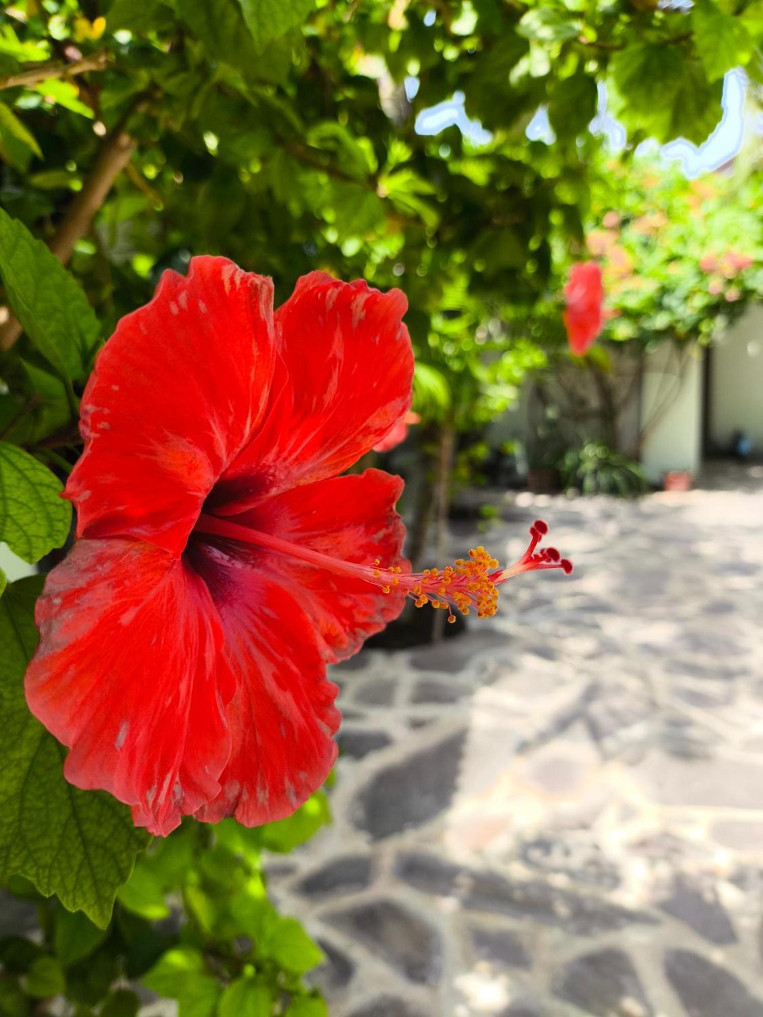 Gili Mesari Cottages & Homestay Гілі-Траванган Екстер'єр фото